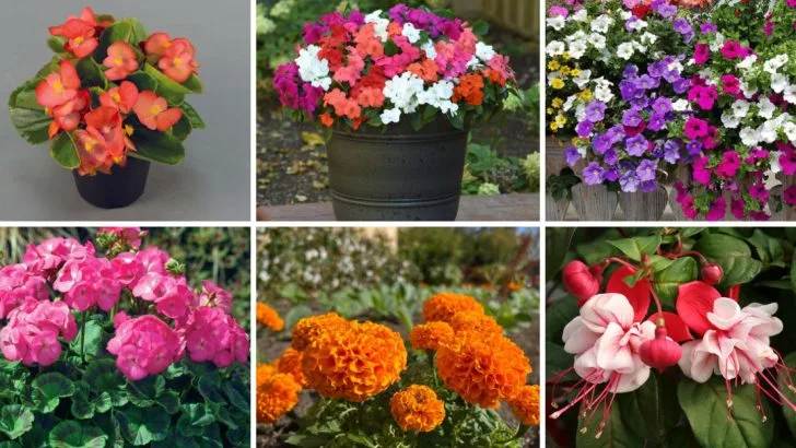 Stop Planting These 9 ‘Pollinator-Friendly’ Flowers – Bees Actually Avoid Them (Try These 14 Instead)