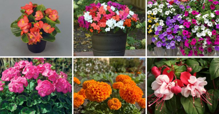 Stop Planting These 9 ‘Pollinator-Friendly’ Flowers – Bees Actually Avoid Them (Try These 14 Instead)