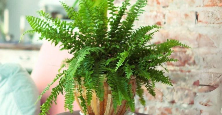 Stop Using These 12 Popular Container Plants—They’re Water Hogs (Try These 12 Instead)