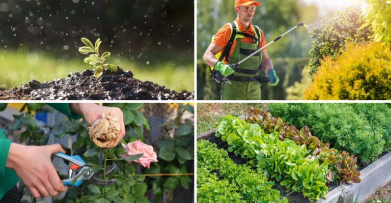 The 15-Minute Morning Routine That Prevents Most Garden Problems