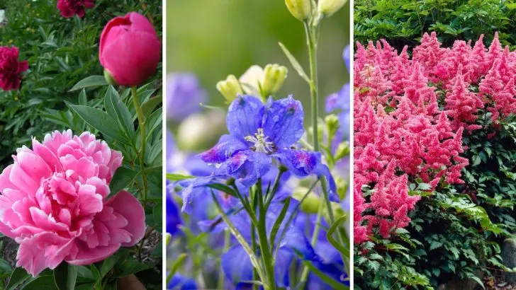 The 3-Year Plants: 14 Perennials That Don’t Hit Their Stride Until Year Three