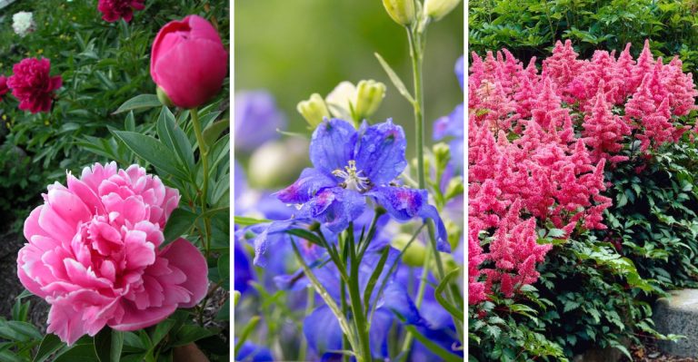 The 3-Year Plants: 14 Perennials That Don’t Hit Their Stride Until Year Three
