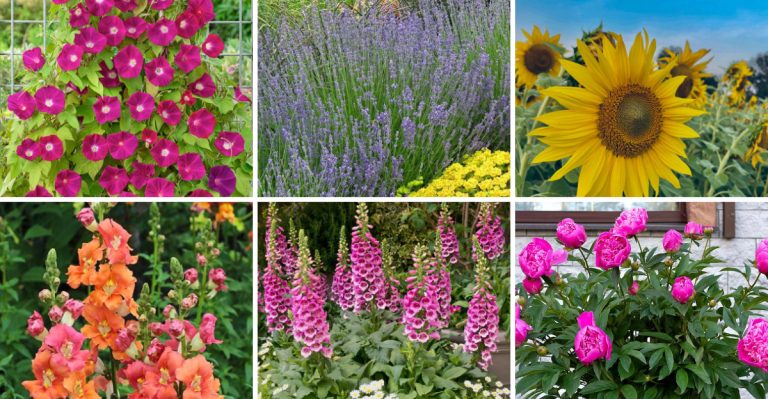 The 6AM Garden: 14 Plants That Do Their Best Work Before You Wake Up