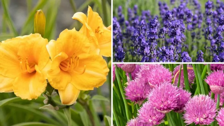 The Backup Garden: 13 Plants That Automatically Replace Themselves When They Die