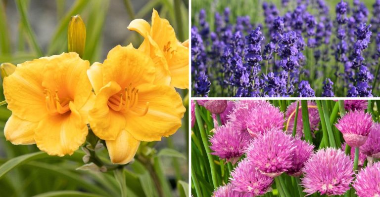 The Backup Garden: 13 Plants That Automatically Replace Themselves When They Die