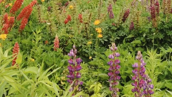 The Case for Letting Your Garden Go Wild (Strategically)