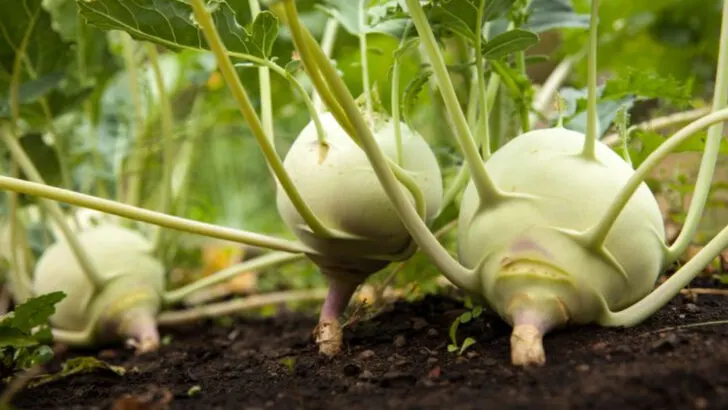 The Case for Ugly Vegetables: Why Weird-Looking Produce Tastes Better