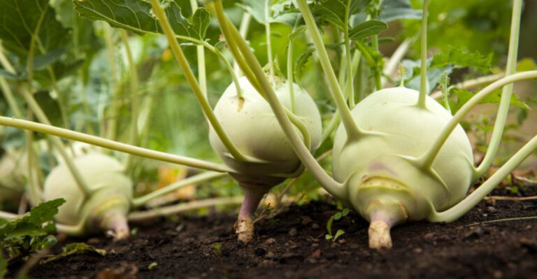 The Case for Ugly Vegetables: Why Weird-Looking Produce Tastes Better