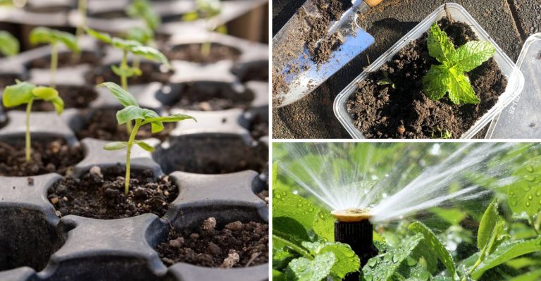 The Clever Reasons Smart Gardeners Hoard Plastic Pots