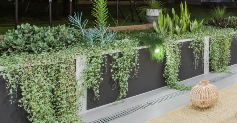 The Forgotten Edge: Why I Let the Garden Spill Past the Fence