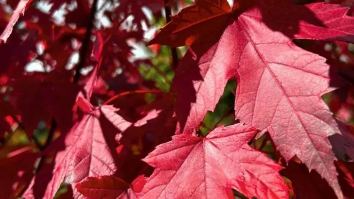 The Garden That Changes Color With the Seasons—Without Flowers