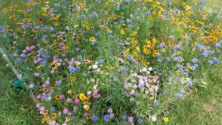 The Garden That Doesn’t Want Me There (And Why That’s a Good Sign)