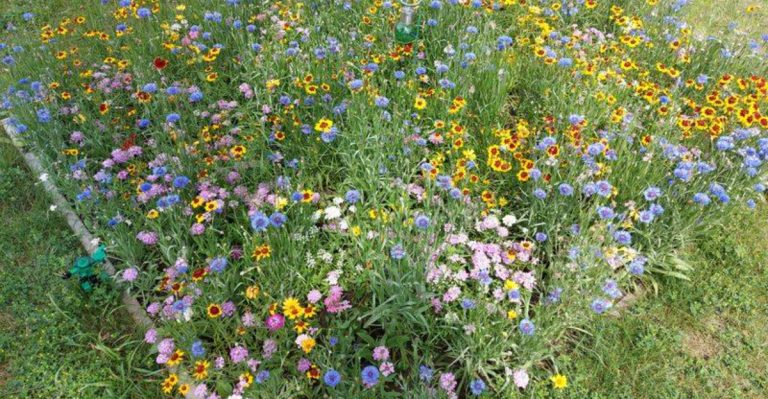 The Garden That Doesn’t Want Me There (And Why That’s a Good Sign)