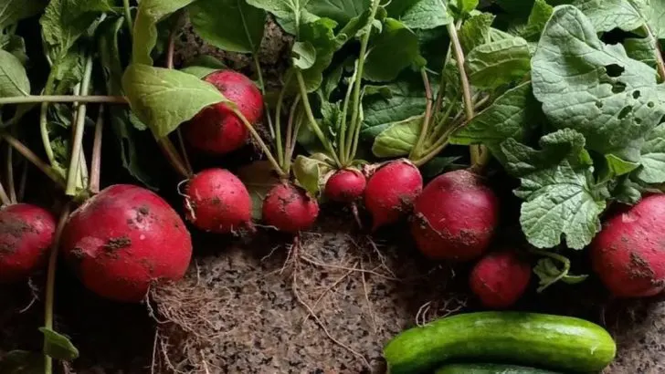 The Garden That Whispers in Pairs: Discovering Plant Duets