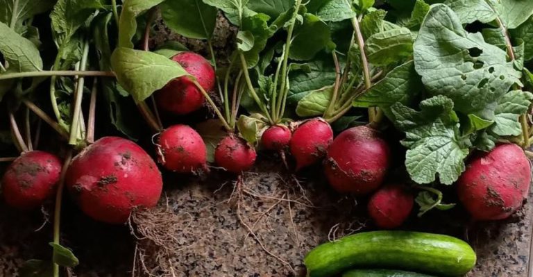 The Garden That Whispers in Pairs: Discovering Plant Duets