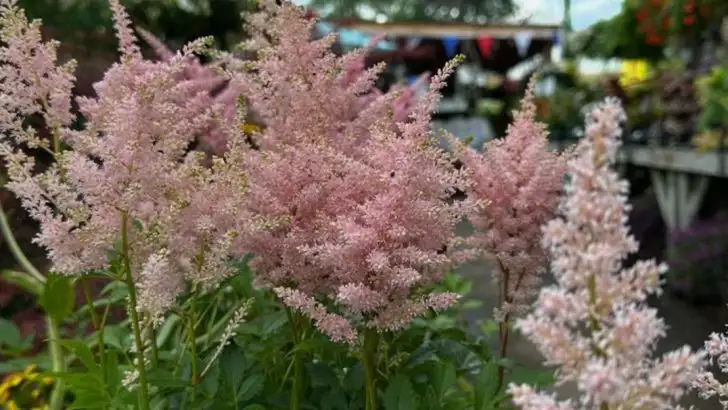 The Morning-Only Garden: Plants That Thrive in Just 4 Hours of Sunlight