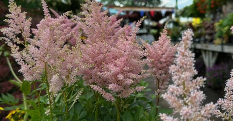 The Morning-Only Garden: Plants That Thrive in Just 4 Hours of Sunlight