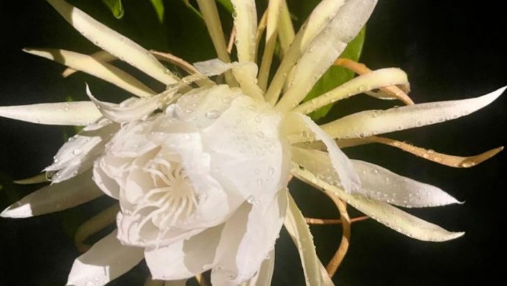 The Night Garden Effect: Why Some Plants Wait Until You’re Asleep