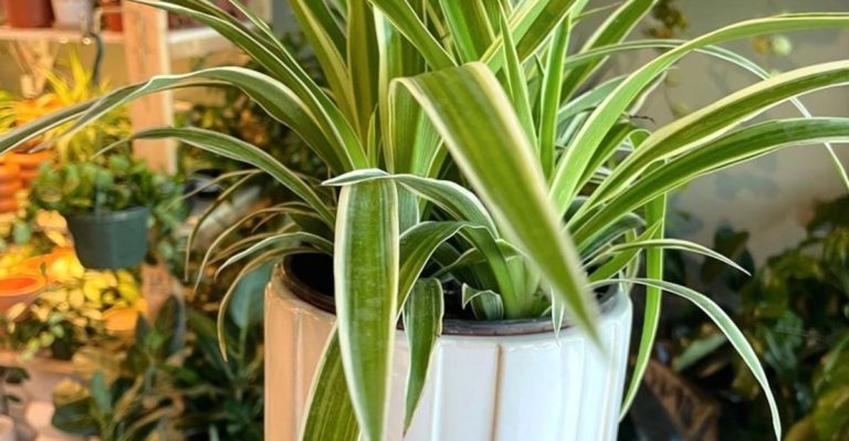 The Plant That Refused to Grow Alone (And What It Taught Me About Belonging)