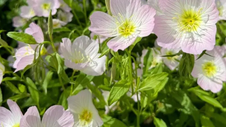 The Plants That Only Bloom When You’re Quiet