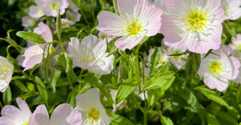 The Plants That Only Bloom When You’re Quiet