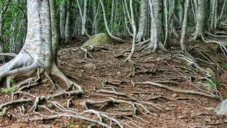 The Root Choir: How Mixed Roots Harmonize or Clash Beneath Soil