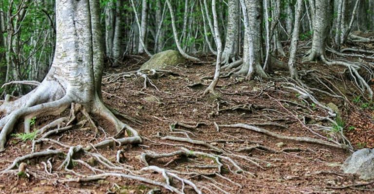 The Root Choir: How Mixed Roots Harmonize or Clash Beneath Soil
