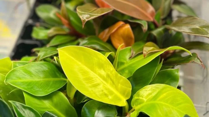 The Secret Language of Leaf Edges: What Fringes, Lobes, and Fuzz Really Tell You