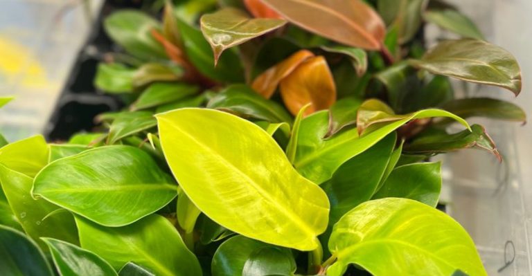 The Secret Language of Leaf Edges: What Fringes, Lobes, and Fuzz Really Tell You