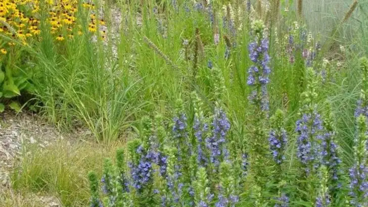 The Shrub That Redirected Rainwater Better Than Any Gutter
