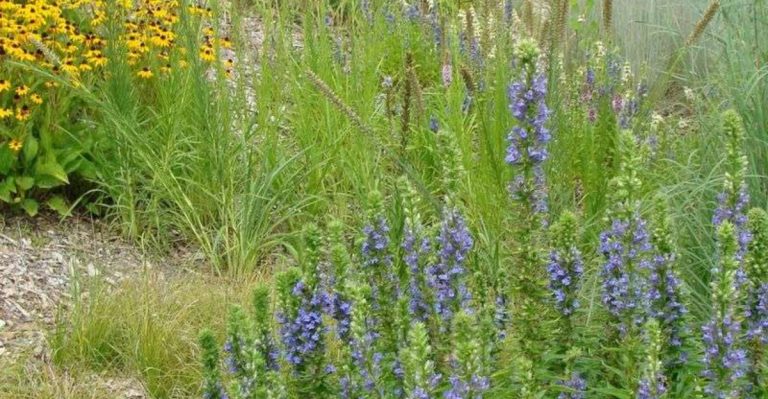 The Shrub That Redirected Rainwater Better Than Any Gutter