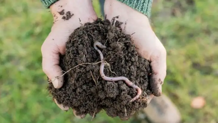 The Soil Feels Different Before a Storm—Here’s Why That Matters