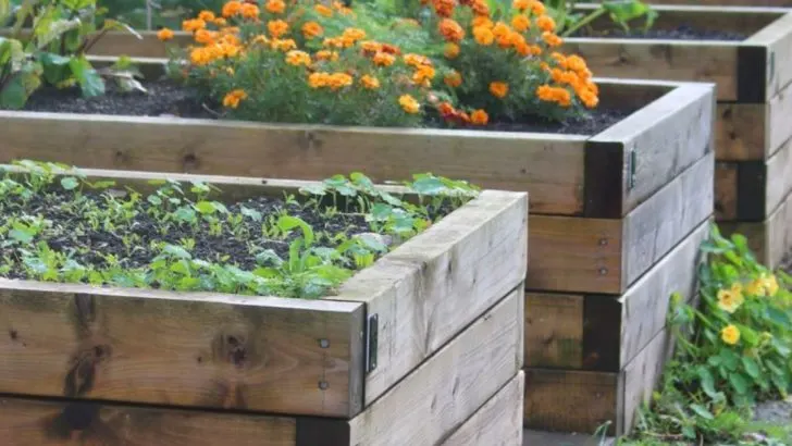 The Soil Shelf: Why I Stack, Not Dig, My Garden Beds