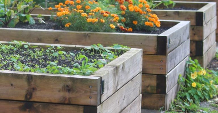 The Soil Shelf: Why I Stack, Not Dig, My Garden Beds