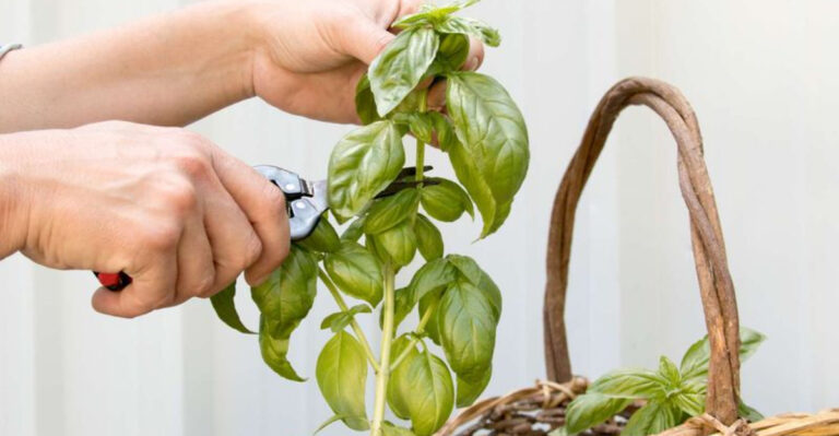 The Surprising Reason Your Basil Keeps Turning Bitter (It’s Not the Heat)