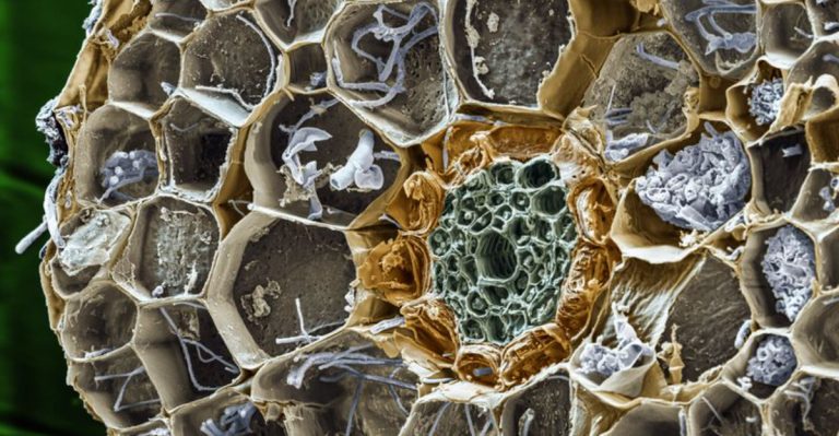 The Underground Network: How Mycorrhizal Fungi Rewrite Garden Success