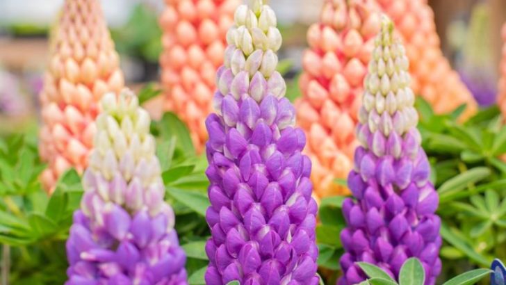 The Unseen Harvest: Plants That Feed Microbes, Not Humans
