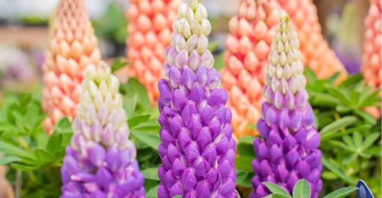 The Unseen Harvest: Plants That Feed Microbes, Not Humans