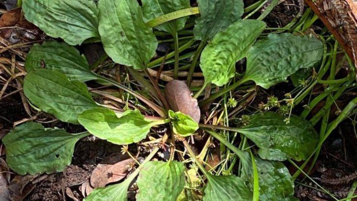 These 12 ‘Weeds’ Actually Mean Your Soil Is Super Healthy