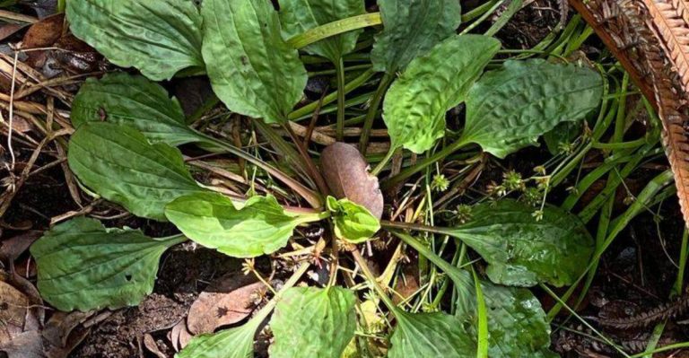 These 12 ‘Weeds’ Actually Mean Your Soil Is Super Healthy