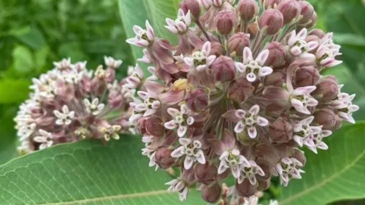 These 14 “Messy” Plants Are Secretly the Best Pollinator Magnets