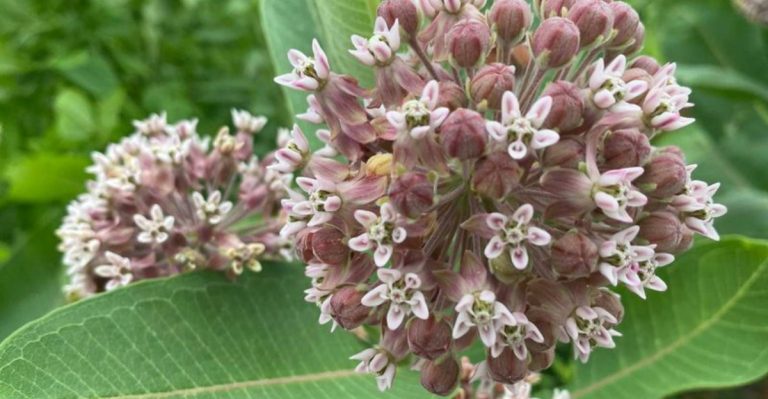 These 14 “Messy” Plants Are Secretly the Best Pollinator Magnets