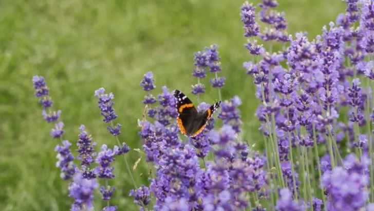 These Plants Love Greywater—And Still Look Lush