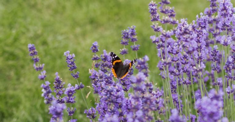 These Plants Love Greywater—And Still Look Lush