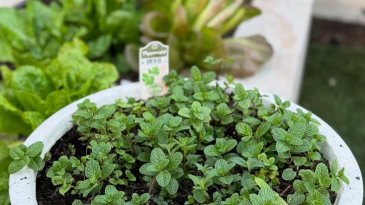 These Plants Repel Cats, Dogs, and Deer—Naturally, No Fence Needed