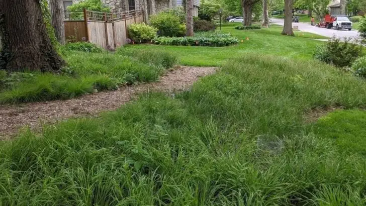 Tired of Sedge Grass? Here’s What Actually Works