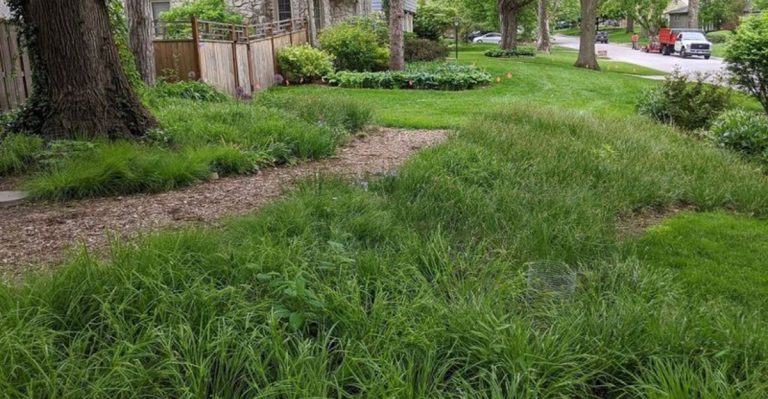Tired of Sedge Grass? Here’s What Actually Works