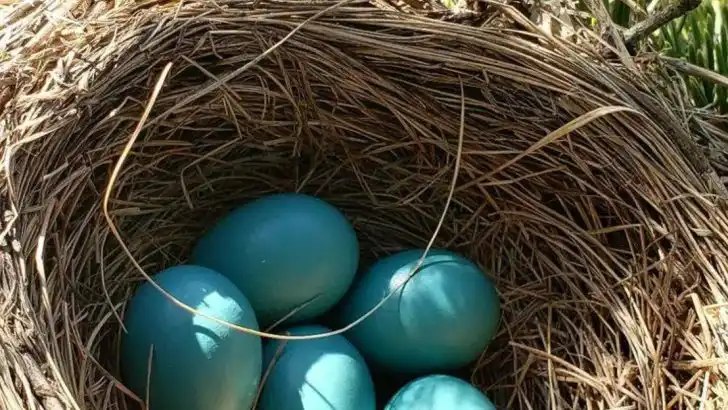 What Bird Nests in Your Garden Say About Your Soil and Microclimate