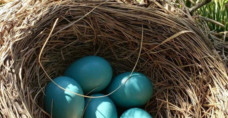 What Bird Nests in Your Garden Say About Your Soil and Microclimate