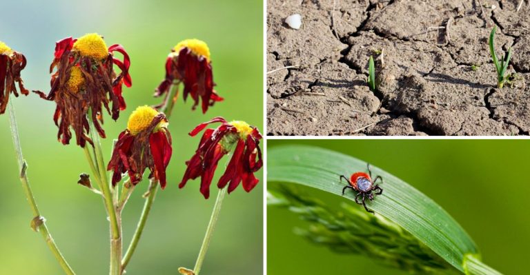 What Happens When You Plant a Garden and Never Water It?